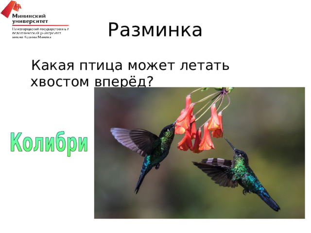 Разминка Какая птица может летать хвостом вперёд? 