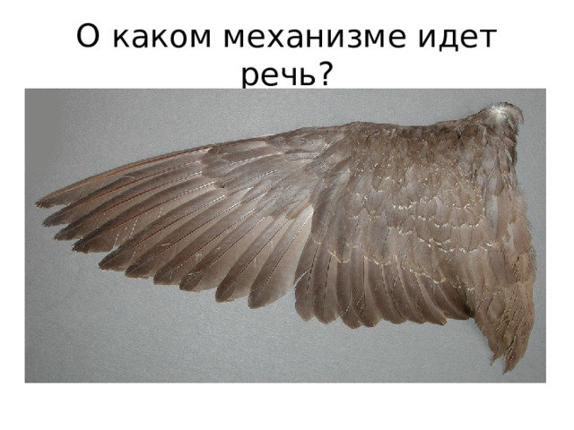 О каком механизме идет речь? Этот сложный механизм создала сама природа. Он представляет собой неравноплечий рычаг; сопротивление воздуха заставляет поворачиваться длинное плечо этого рычага, образуя плоскость, давящую на воздух. При обратном токе воздуха это рычаг разворачивается вертикально, оставляя воздуху свободный проток. 