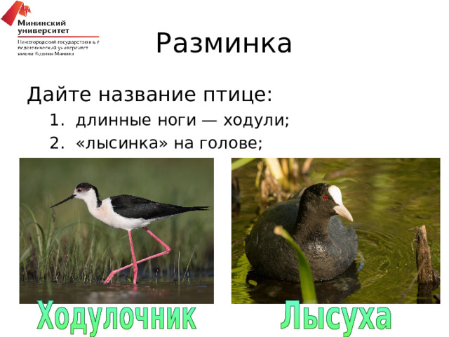 Разминка Дайте название птице: длинные ноги — ходули; «лысинка» на голове; длинные ноги — ходули; «лысинка» на голове; 