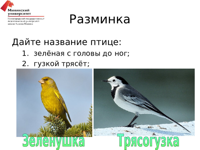 Разминка Дайте название птице: зелёная с головы до ног; гузкой трясёт; зелёная с головы до ног; гузкой трясёт; 