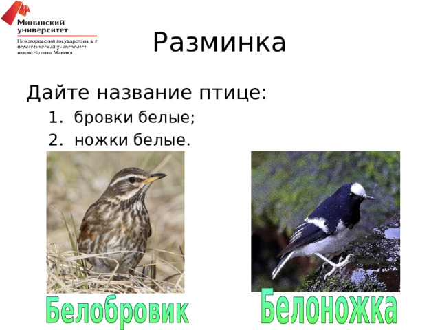 Разминка Дайте название птице: бровки белые; ножки белые. бровки белые; ножки белые. 