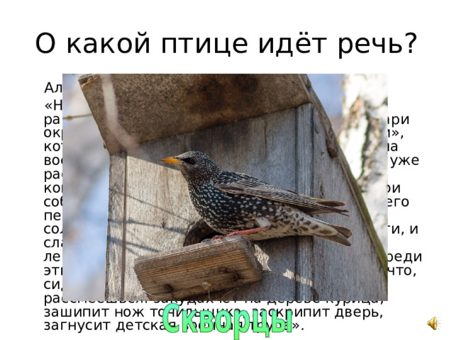 О какой птице идёт речь? Александр Иванович Куприн: «Настоящую песню …. надо слушать лишь ранним утром, когда первый розовый свет зари окрасит деревья и вместе с ними «их домики», которые всегда располагаются отверстием на восток. Чуть немного согрелся воздух, а они уже расселись на высоких ветках и начали свой концерт. Я не знаю, право, есть ли у него свои собственные мотивы, но вы наслушаетесь в его песне чего угодно чужого. Тут и кусочки соловьиных трелей, и резкое мяуканье иволги, и сладкий голос малиновки, музыкальное лепетание пеночки, тонкий свист синички, среди этих мелодий вдруг раздаются такие звуки, что, сидя в одиночестве не удержишься и рассмеешься: закудахчет на дереве курица, зашипит нож точильщика, заскрипит дверь, загнусит детская военная труба». 