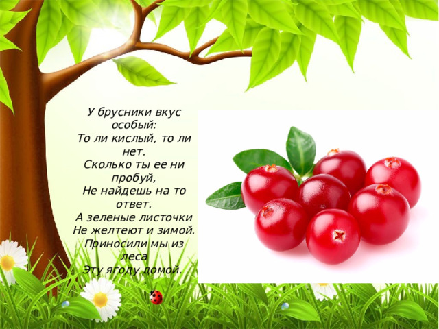 У брусники вкус особый:  То ли кислый, то ли нет.  Сколько ты ее ни пробуй,  Не найдешь на то ответ.  А зеленые листочки  Не желтеют и зимой.  Приносили мы из леса  Эту ягоду домой. 