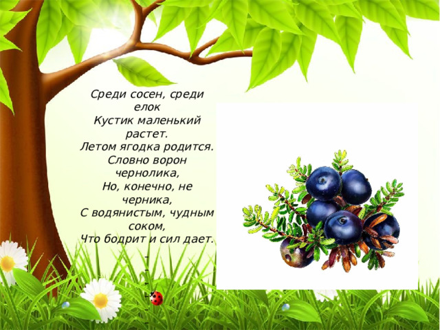 Среди сосен, среди елок Кустик маленький растет. Летом ягодка родится. Словно ворон чернолика, Но, конечно, не черника, С водянистым, чудным соком, Что бодрит и сил дает.         