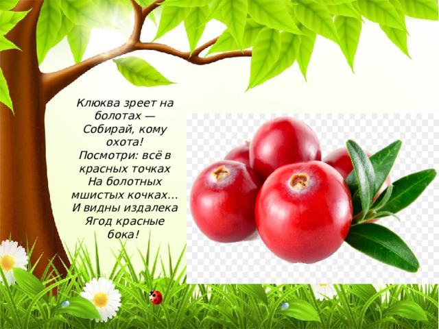Клюква зреет на болотах —  Собирай, кому охота!  Посмотри: всё в красных точках  На болотных мшистых кочках…  И видны издалека  Ягод красные бока! 