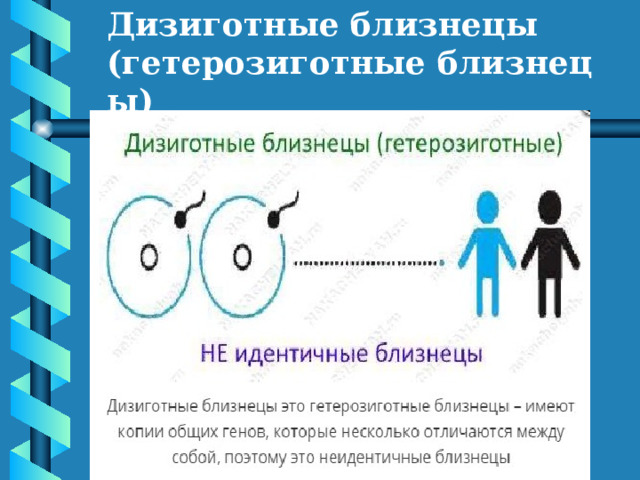 Дизиготные близнецы (гетерозиготные близнецы) 