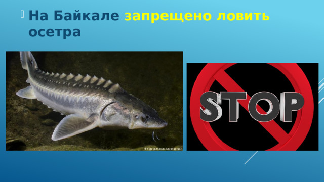На Байкале запрещено ловить осетра 