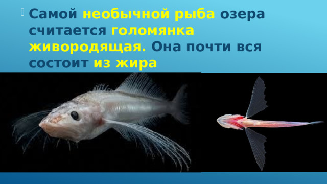 Самой необычной рыба озера считается голомянка живородящая. Она почти вся состоит из жира 