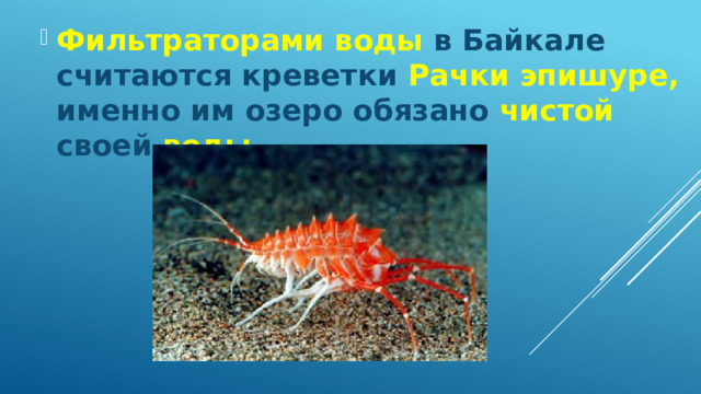 Фильтраторами воды в Байкале считаются креветки Рачки эпишуре, именно им озеро обязано чистой своей воды 
