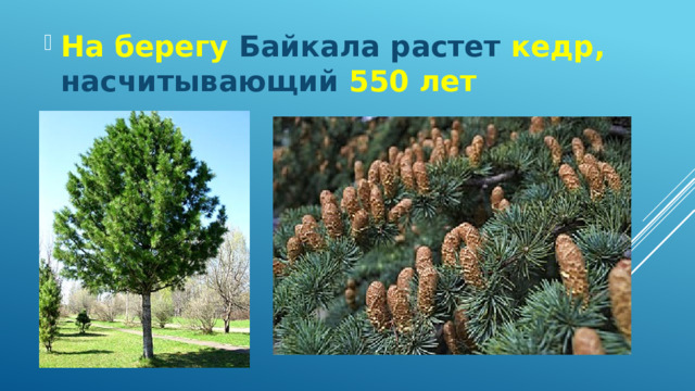 На берегу Байкала растет кедр, насчитывающий 550 лет 