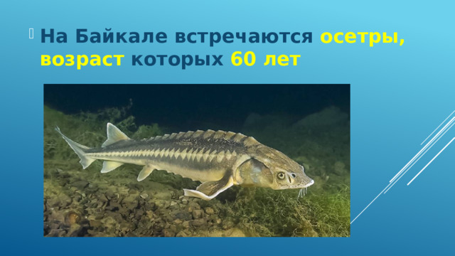 На Байкале встречаются осетры, возраст которых 60 лет 