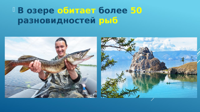 В озере обитает  более  50 разновидностей  рыб 