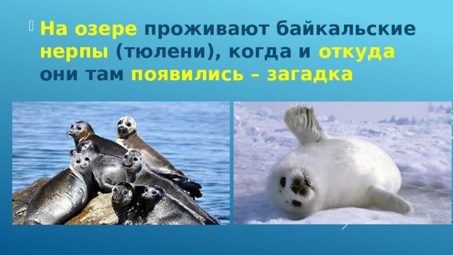 На озере проживают байкальские нерпы (тюлени), когда и откуда они там появились – загадка 