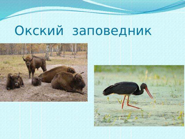Окский заповедник 