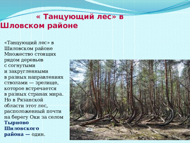  « Танцующий лес» в Шловском районе «Танцующий лес» в Шиловском районе Множество стоящих рядом деревьев с согнутыми и закругленными в разных направлениях стволами — зрелище, которое встречается в разных странах мира. Но в Рязанской области этот лес, расположенный почти на берегу Оки за селом Тырново Шиловского района — один.    