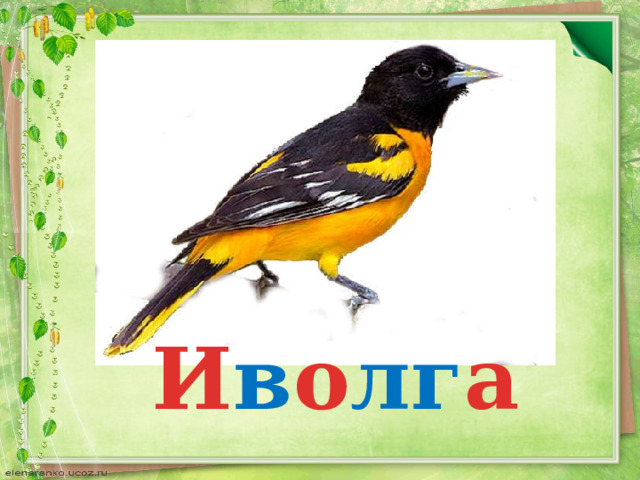 И в о лг а 