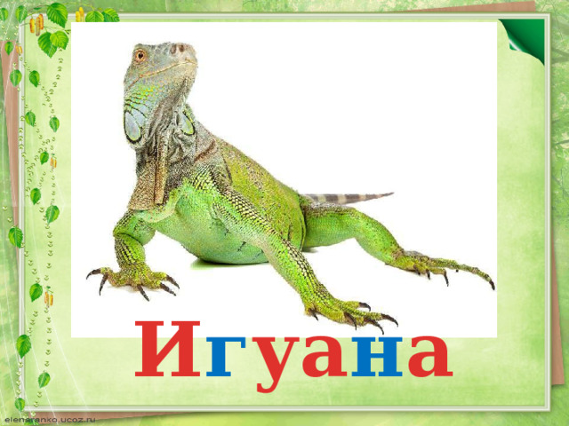 И г уа н а 