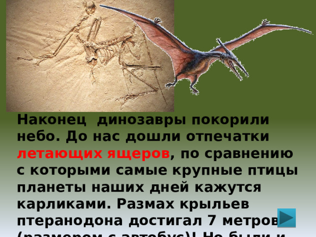 Наконец динозавры покорили небо. До нас дошли отпечатки летающих ящеров , по сравнению с которыми самые крупные птицы планеты наших дней кажутся карликами. Размах крыльев птеранодона достигал 7 метров (размером с автобус)! Но были и совсем крошки – размером с воробья.  