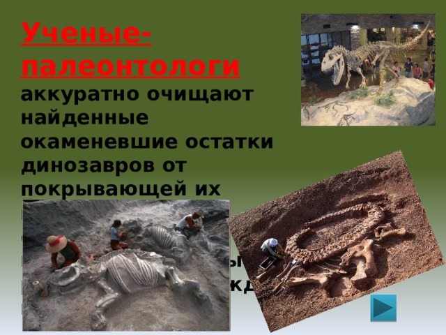Ученые-палеонтологи  аккуратно очищают найденные окаменевшие остатки динозавров от покрывающей их породы, фотографируют, измеряют и записывают расположение каждой косточки. 