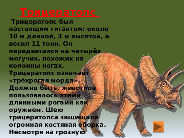 Трицератопс  Трицератопс был настоящим гигантом: около 10 м длиной, 3 м высотой, а весил 11 тонн. Он передвигался на четырёх могучих, похожих на колонны ногах. Трицератопс означает «трёхрогая морда». Должно быть, животное пользовалось этими длинными рогами как оружием. Шею трицератопса защищала огромная костяная оборка. Несмотря на грозную внешность, трицератопс был мирным животным. Он питался растениями. 