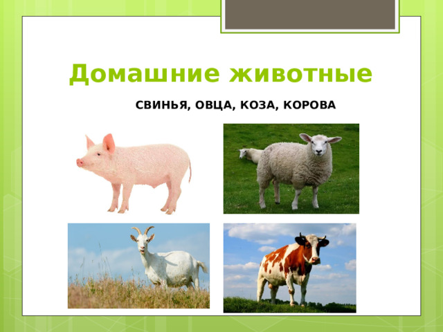 Домашние животные СВИНЬЯ, ОВЦА, КОЗА, КОРОВА 