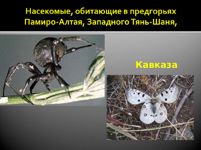  Кавказа 