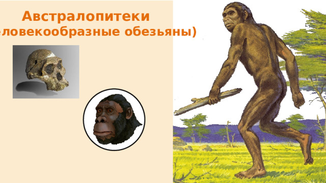 Австралопитеки  (человекообразные обезьяны) 