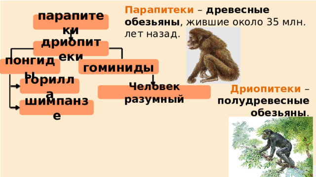 Парапитеки –  древесные обезьяны , жившие около 35 млн. лет назад. парапитеки дриопитеки понгиды гоминиды горилла Дриопитеки –  полудревесные обезьяны . Человек разумный шимпанзе  