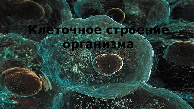 Клеточное строение организма 