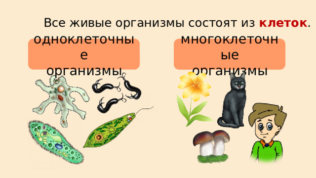 Все живые организмы состоят из клеток . одноклеточные организмы многоклеточные организмы 