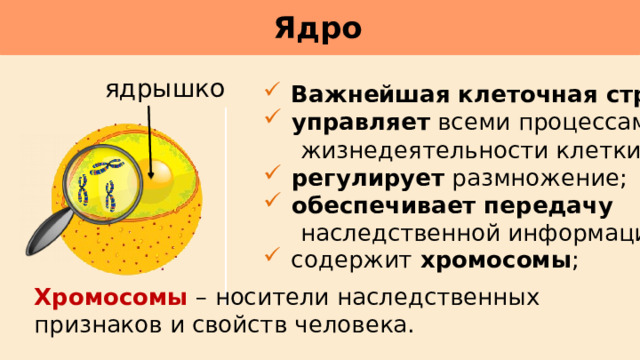 Ядро     ядрышко  Важнейшая клеточная структура ;  управляет всеми процессами  жизнедеятельности клетки;  регулирует размножение;  обеспечивает передачу  наследственной информации.  содержит хромосомы ; Хромосомы – носители наследственных признаков и свойств человека. 