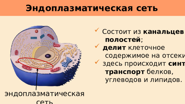 Эндоплазматическая сеть      Состоит из канальцев и  полостей ;  делит клеточное  содержимое на отсеки;  здесь происходит синтез и  транспорт белков,  углеводов и липидов. эндоплазматическая сеть 