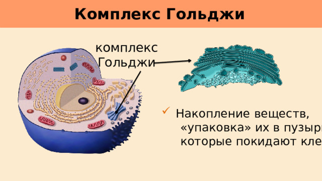 Комплекс Гольджи     комплекс Гольджи  Накопление веществ,  «упаковка» их в пузырьки,  которые покидают клетку. 