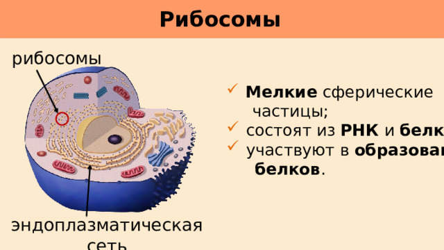 Рибосомы     рибосомы  Мелкие сферические  частицы;  состоят из РНК и белков ;  участвуют в образовании  белков . эндоплазматическая сеть 