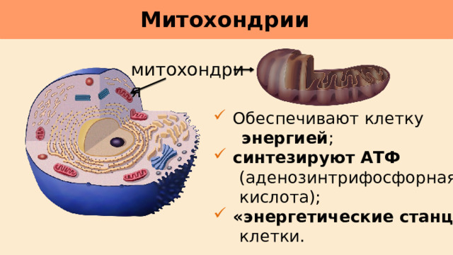 Митохондрии     митохондрия  Обеспечивают клетку  энергией ;  синтезируют АТФ  (аденозинтрифосфорная  кислота);  «энергетические станции»   клетки. 