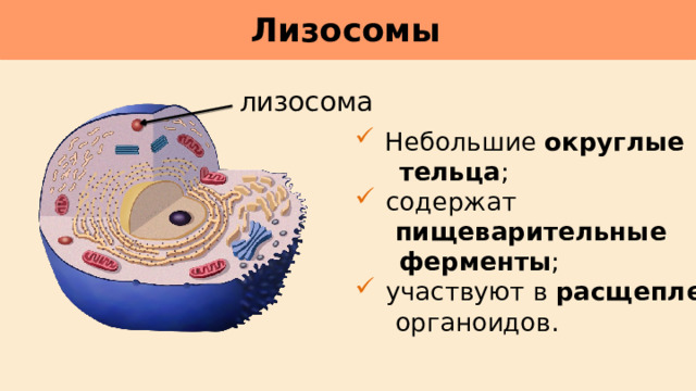 Лизосомы     лизосома  Небольшие округлые  тельца ;  содержат  пищеварительные  ферменты ;  участвуют в расщеплении   органоидов. 