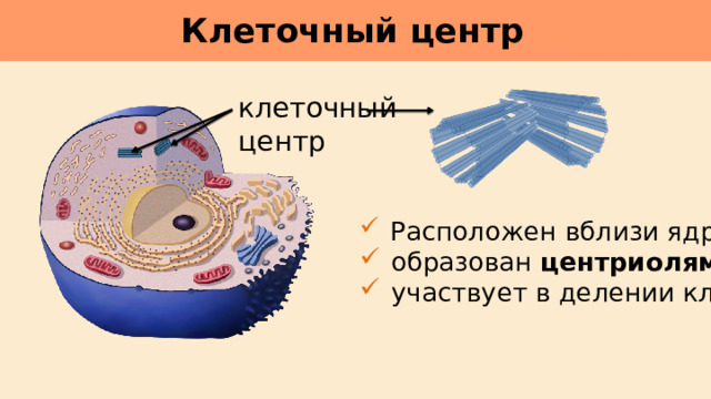Клеточный центр     клеточный центр  Расположен вблизи ядра;  образован центриолями ;  участвует в делении клетки. 