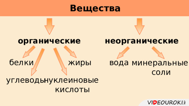 Вещества             органические неорганические вода жиры белки минеральные соли нуклеиновые кислоты углеводы 