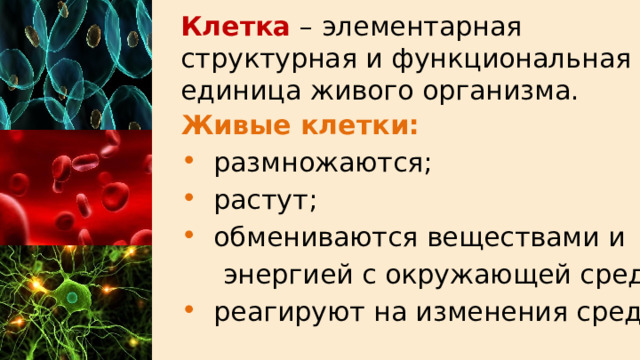 Клетка – элементарная структурная и функциональная единица живого организма. Живые клетки:  размножаются;  растут;  обмениваются веществами и  энергией с окружающей средой;  реагируют на изменения среды. 