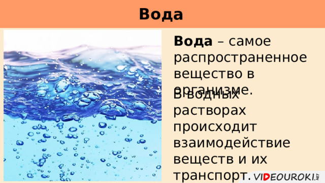Вода     Вода – самое распространенное вещество в организме. В водных растворах происходит взаимодействие веществ и их транспорт. 