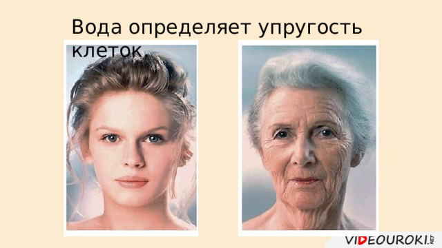 Вода определяет упругость клеток. 