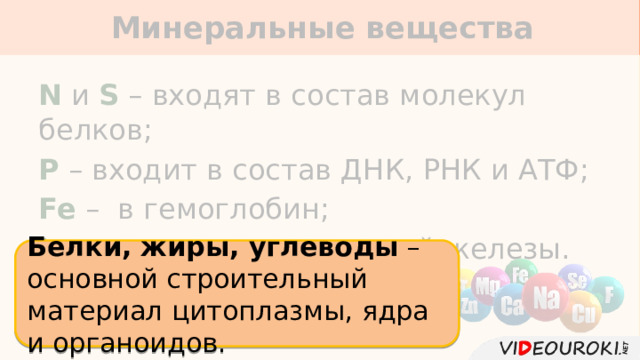 Минеральные вещества     N и S – входят в состав молекул белков; P – входит в состав ДНК, РНК и АТФ; Fe – в гемоглобин; I – в гормоны щитовидной железы. Белки, жиры, углеводы – основной строительный материал цитоплазмы, ядра и органоидов. 