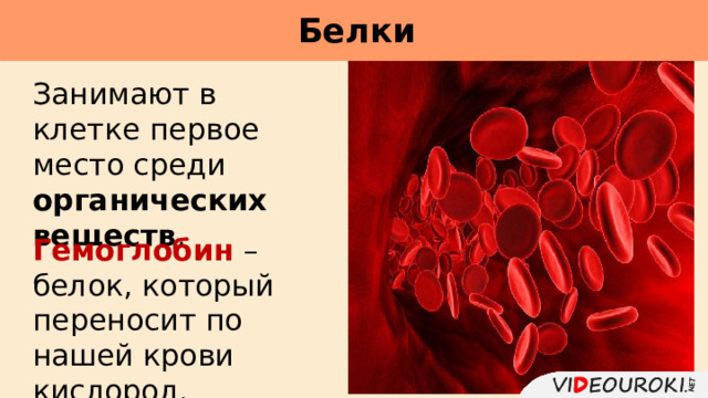 Белки     Занимают в клетке первое место среди органических веществ . Гемоглобин – белок, который переносит по нашей крови кислород. 