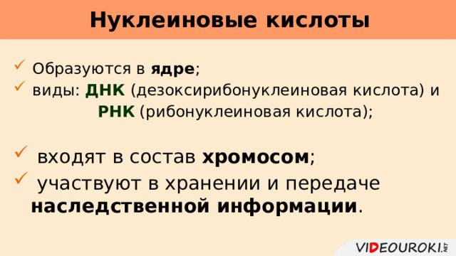 Нуклеиновые кислоты      Образуются в ядре ;  виды: ДНК  (дезоксирибонуклеиновая кислота) и  РНК (рибонуклеиновая кислота);  входят в состав хромосом ;  участвуют в хранении и передаче наследственной информации . 