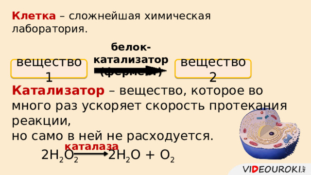 Клетка – сложнейшая химическая лаборатория. белок-катализатор (фермент) вещество 1 вещество 2 Катализатор – вещество, которое во много раз ускоряет скорость протекания реакции, но само в ней не расходуется. каталаза 2H 2 O 2  2H 2 O + O 2 