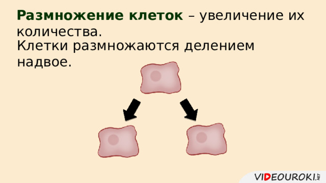 Размножение клеток – увеличение их количества. Клетки размножаются делением надвое. 