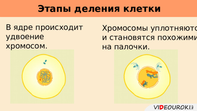 Этапы деления клетки     В ядре происходит удвоение хромосом. Хромосомы уплотняются и становятся похожими на палочки. 