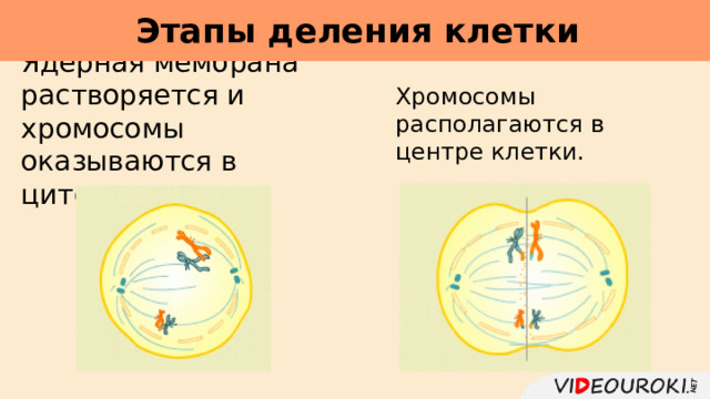 Этапы деления клетки     Хромосомы располагаются в центре клетки. Ядерная мембрана растворяется и хромосомы оказываются в цитоплазме. 