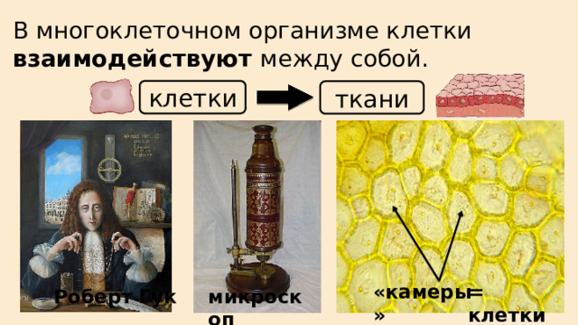 В многоклеточном организме клетки взаимодействуют между собой. клетки ткани «камеры» = клетки Роберт Гук микроскоп 