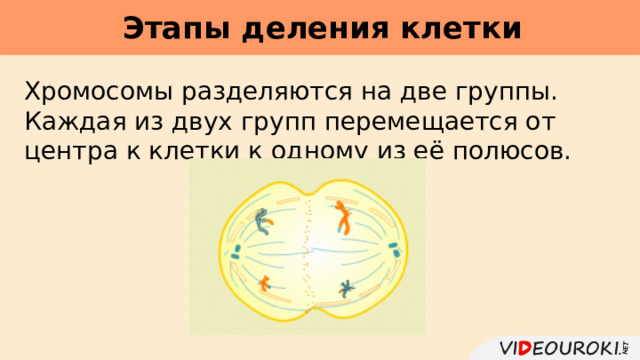 Этапы деления клетки     Хромосомы разделяются на две группы. Каждая из двух групп перемещается от центра к клетки к одному из её полюсов. 